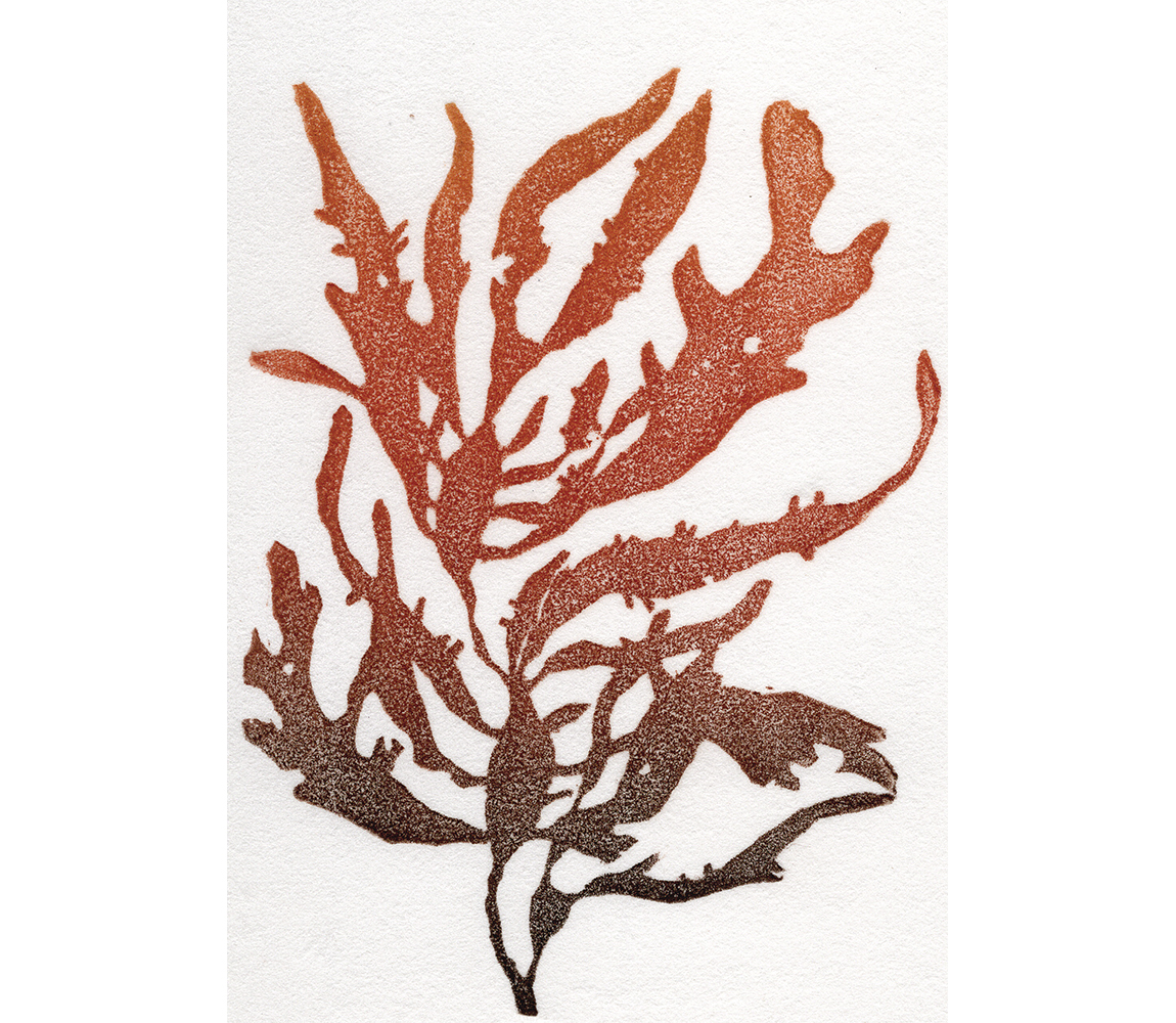 “Pacific Dulse” - Kristen Etmund